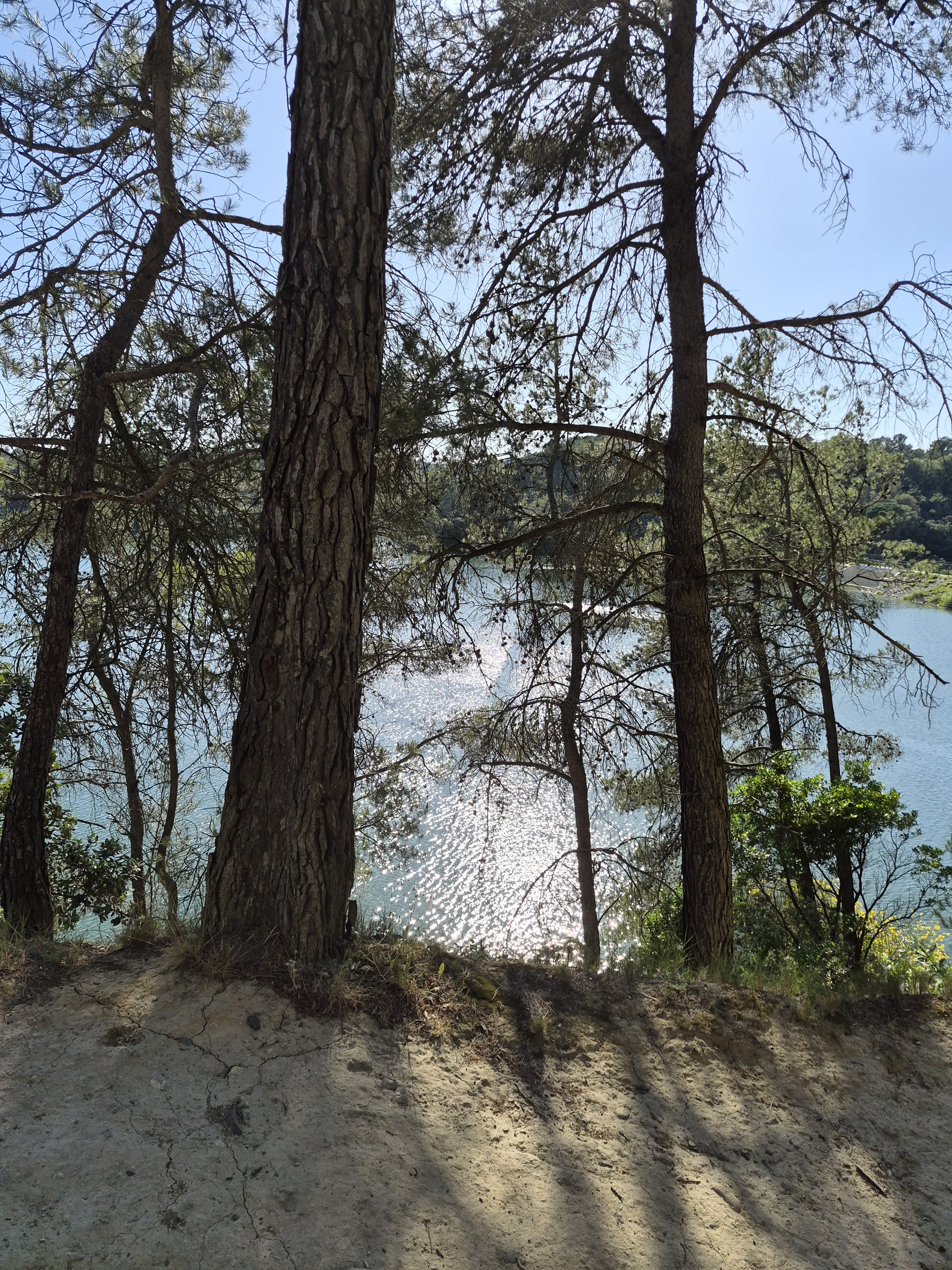 Lac et pins du Minervois